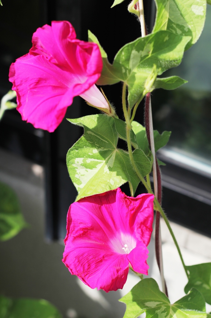 Ipomoea nil 10