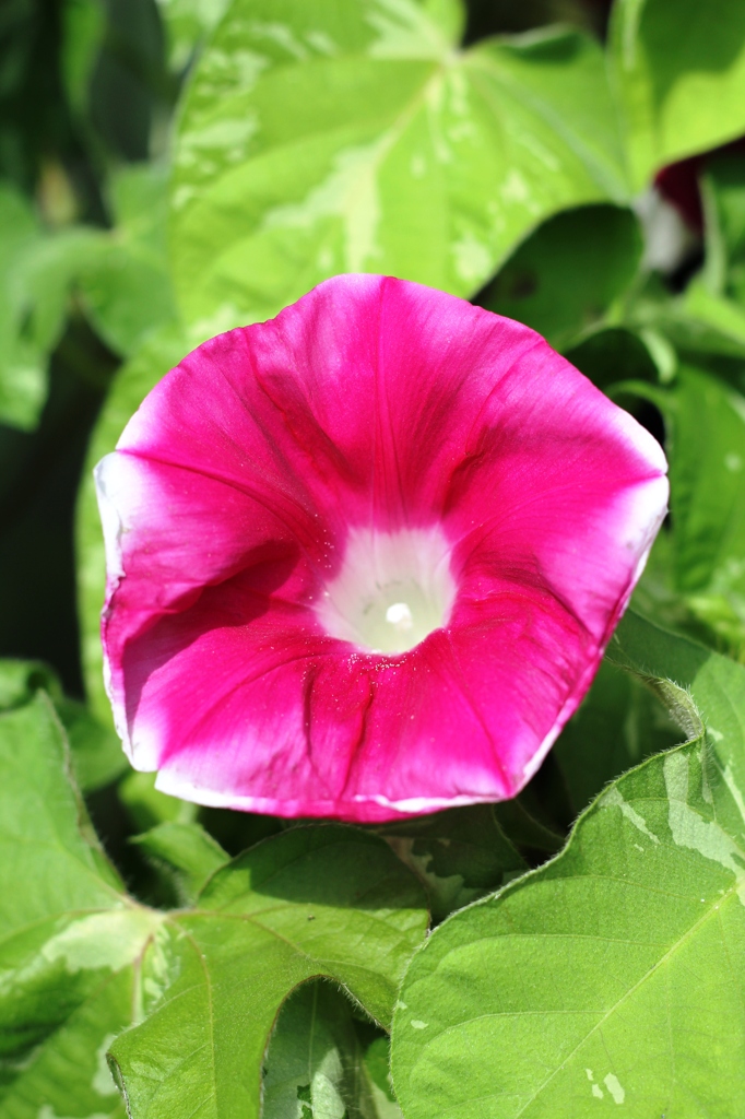 Ipomoea nil 9