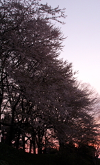 IMG_0011_1