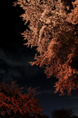 IMG_0080_1