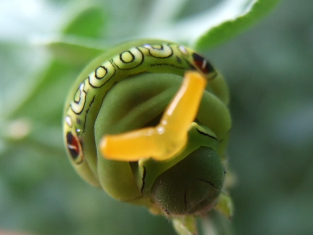 20100807_home 018