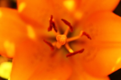 IMG_0343
