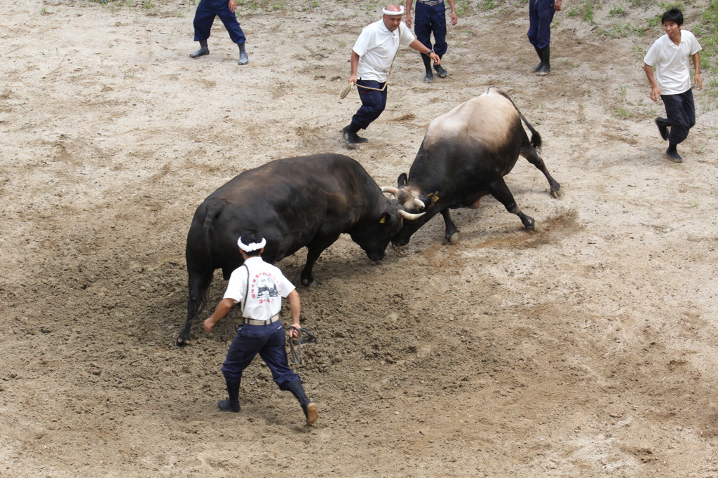 20110802_山古志牛の角突き 039