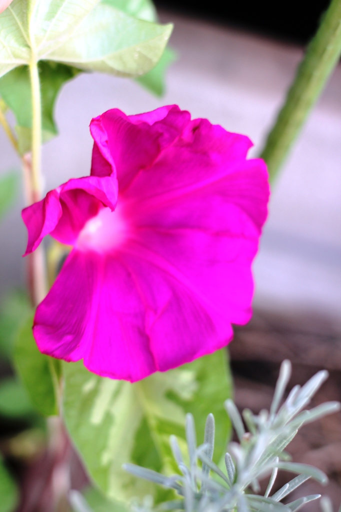 Ipomoea nil 1