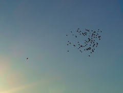 DSCF0445
