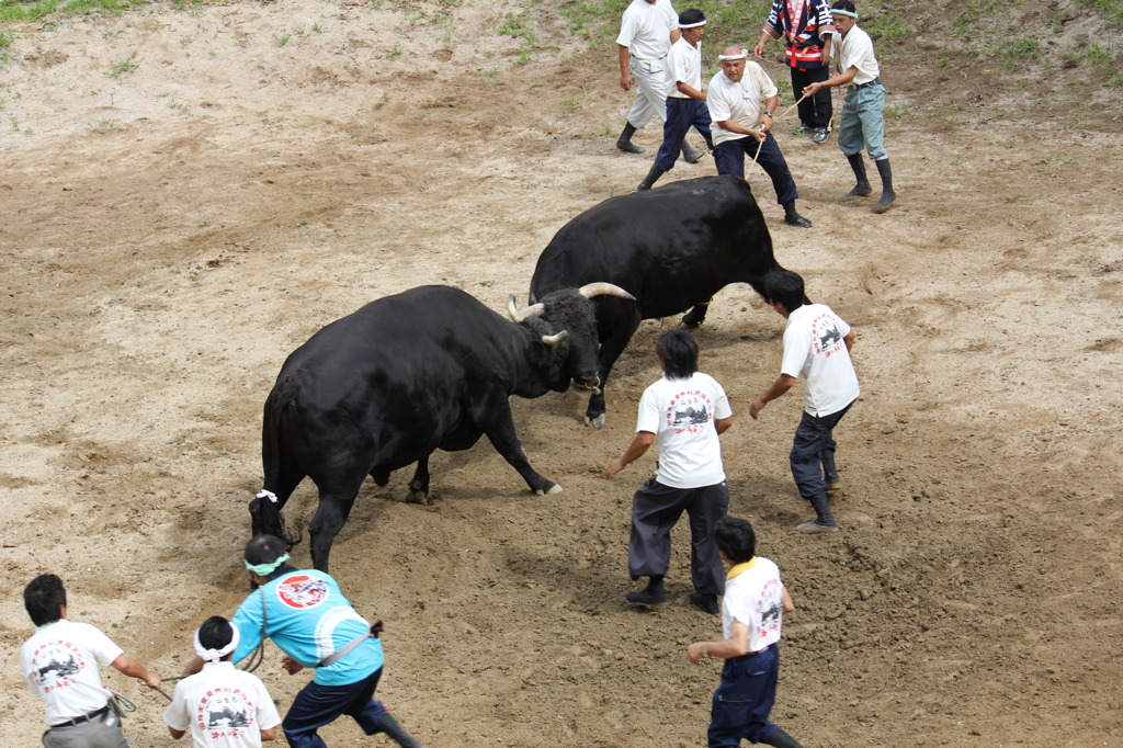 20110802_山古志牛の角突き 265