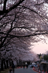IMG_0045_1