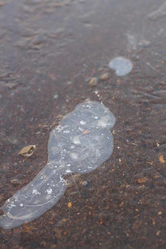 20110226_雪の日の朝 (6)