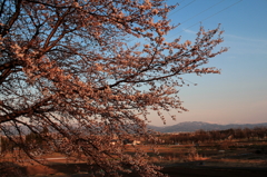 IMG_0020_1