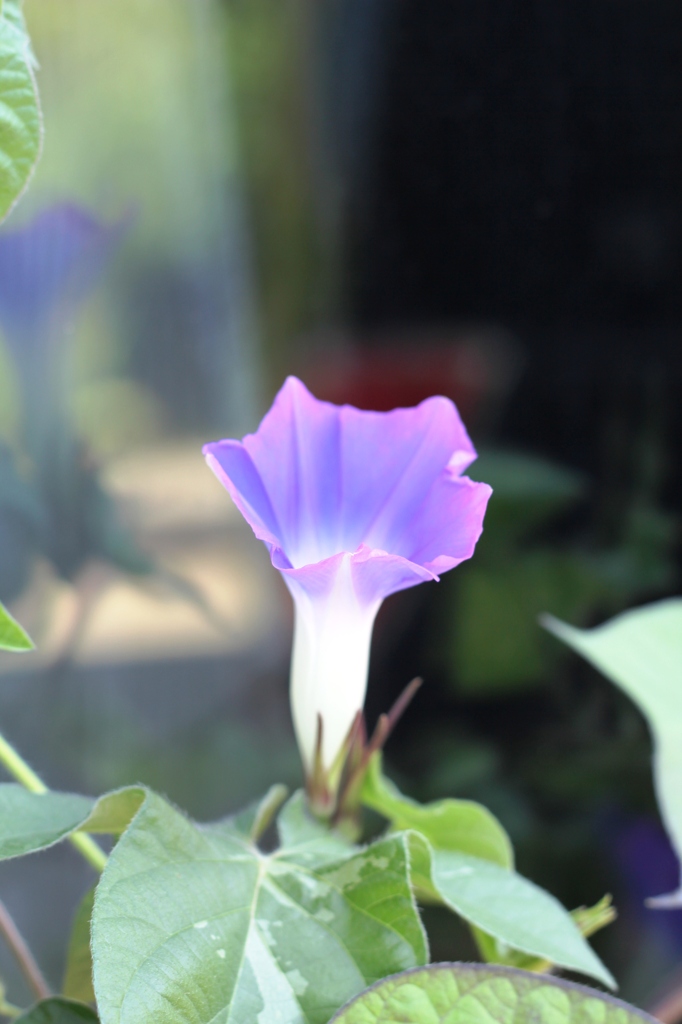 Ipomoea nil 4