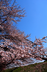 IMG_0022_1