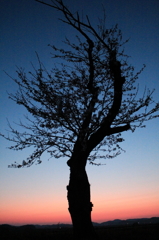 IMG_0006_1_2