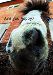 Are you happy?