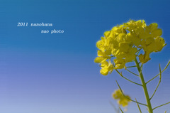 菜の花