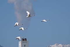 煙突と白鳥