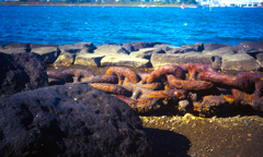 オリンパストリップ006