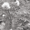 現像-61-2