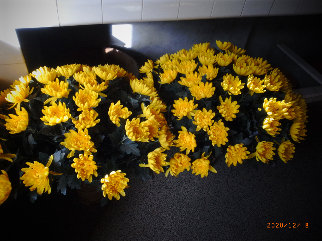 リコ－デジタル4-52