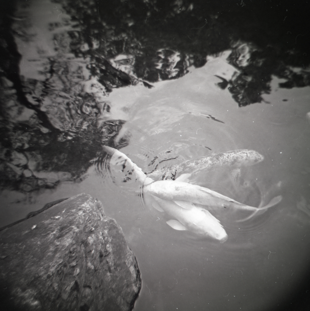 holga012