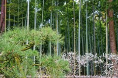 松竹梅揃い踏み