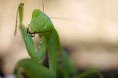 カマを研ぐカマキリ