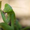 カマを研ぐカマキリ