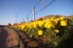 ひるがの高原SA　下り線の花壇