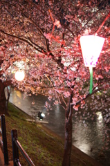 五条川の夜桜１