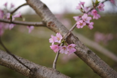 大野極楽寺公園　桜