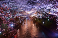 五条川の夜桜２