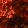 紅き葉