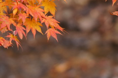 紅葉と小川　その２