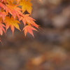 紅葉と小川　その２