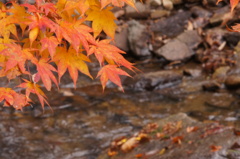 紅葉と小川