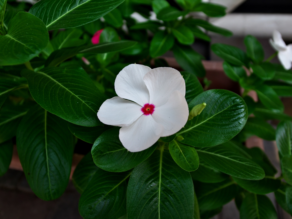 白い花と葉っぱ