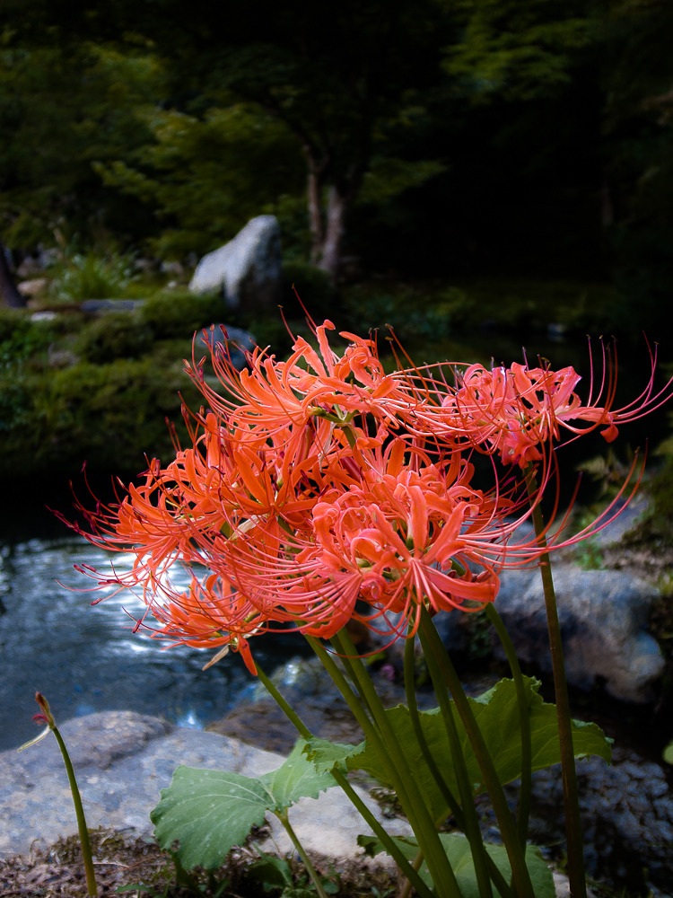 彼岸花