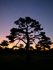 夕暮れ