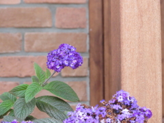 紫の花