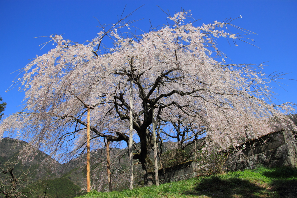 しだれ桜