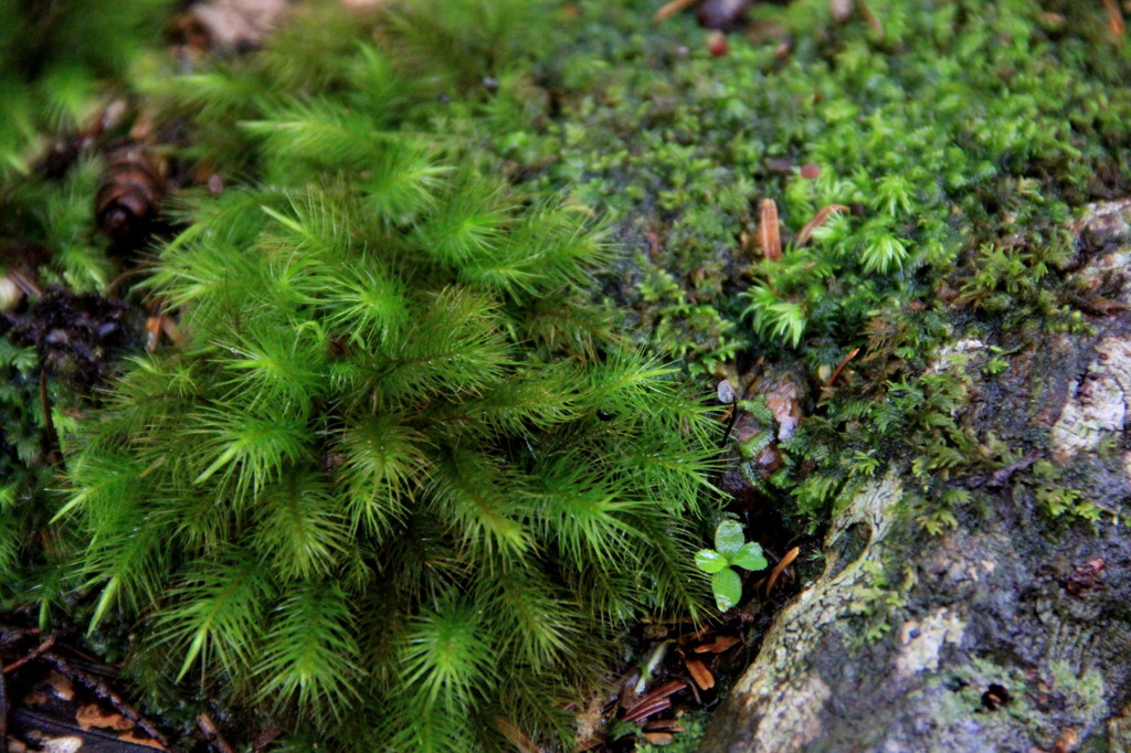 イタチノシッポゴケ