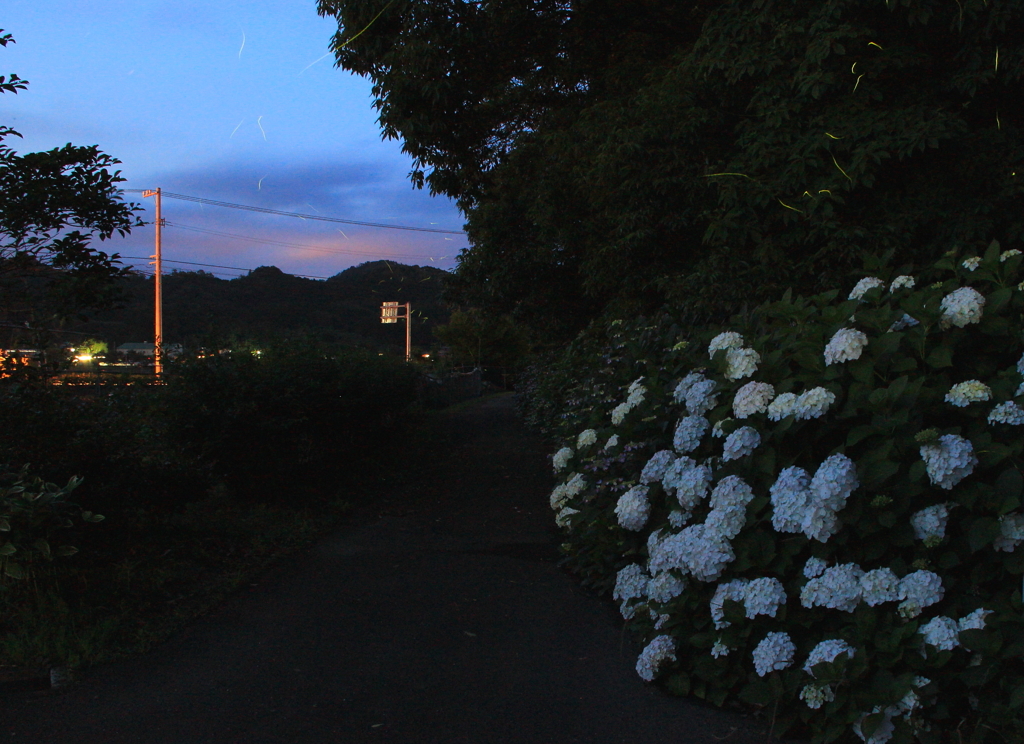 ホタルとあじさいと夕景と