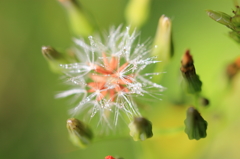 Remnants of the morning dew