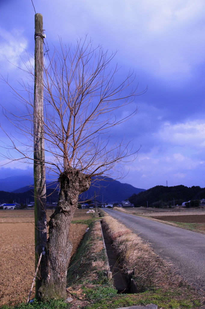 電柱と木