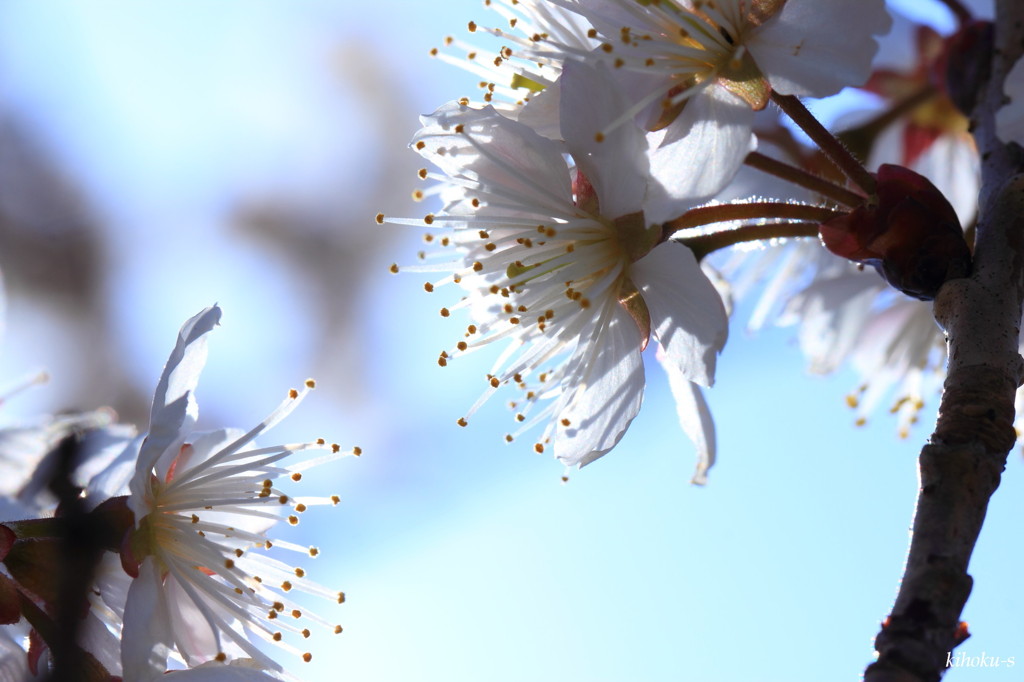 さくらんぼの花Ⅱ