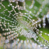 dewdropⅡ