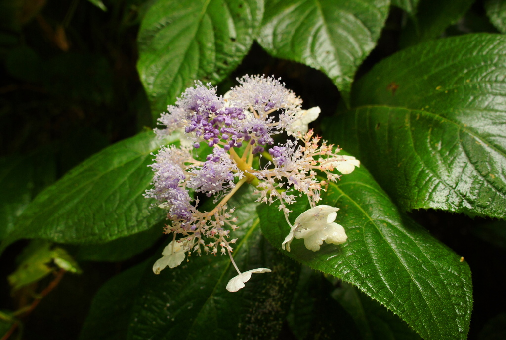 DSC00626
