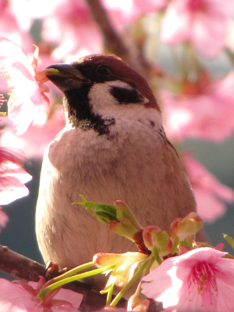 桜泥棒