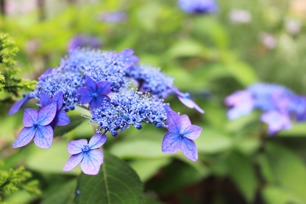 紫陽花