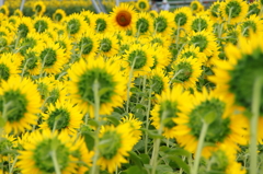 一本のカメラ目線？！