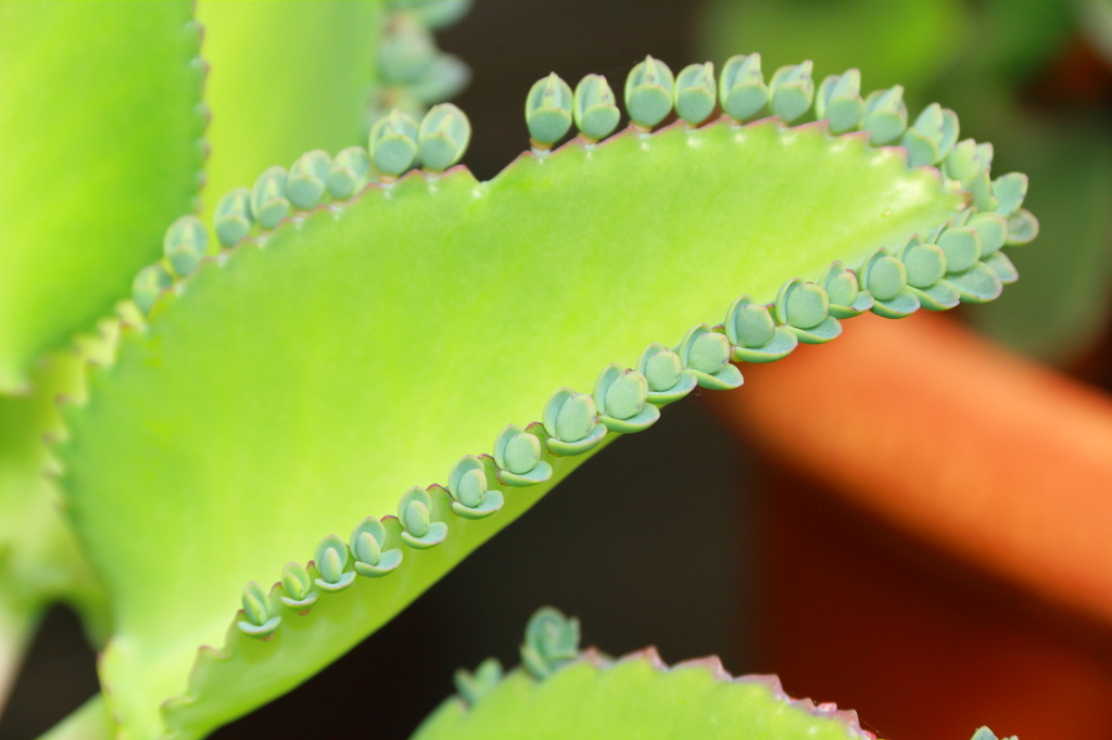 この～葉何の葉　気になる葉？